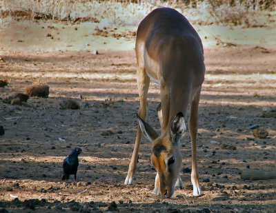 starling & impala