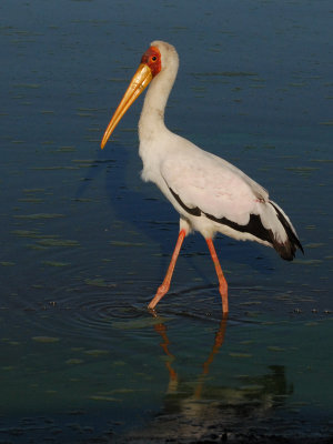 Yelloe-billed Stork