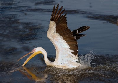 pelican fishing