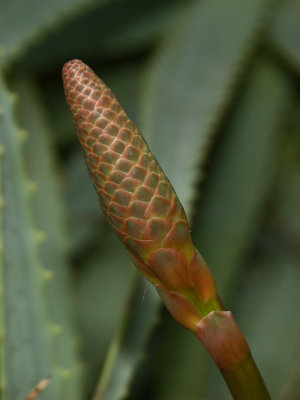 aloe bud