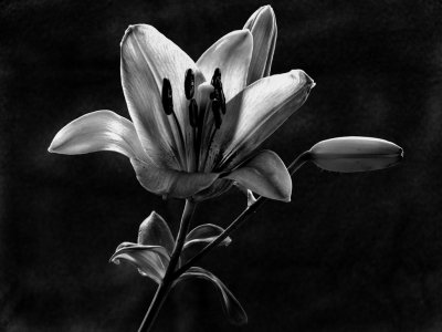 black and white lilly