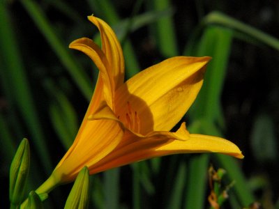 day lilly-3