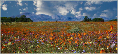 spring in namaqualand
