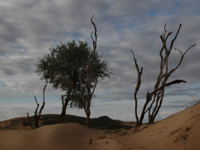 witsand