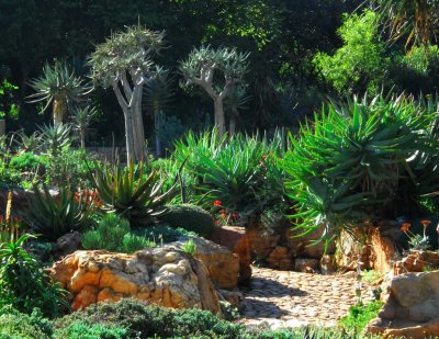 Aloe Lane