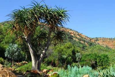 Aloe