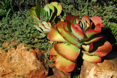 Vetplant