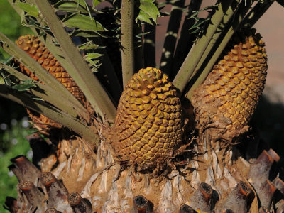 cycad