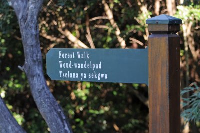 forest walk
