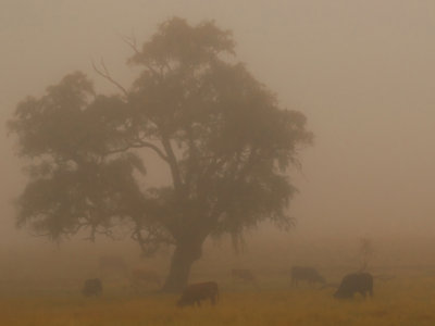 cattle grazing