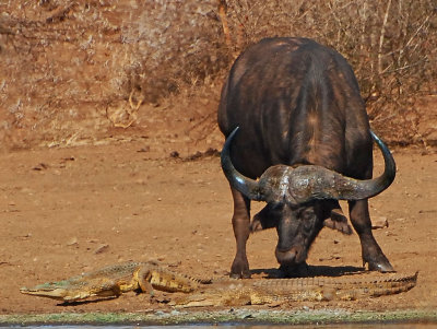 buffalo and crocodile.jpg