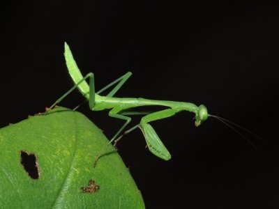 night shot of mantiss