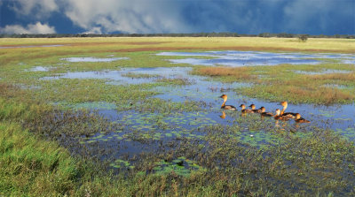 May-10 Nylsvley scape Limpopo South Africa