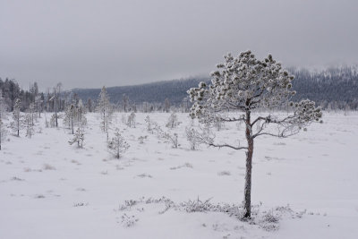DSC02768_small.jpg