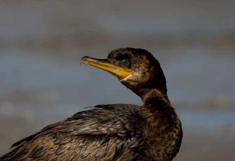 Neotropic Cormorant