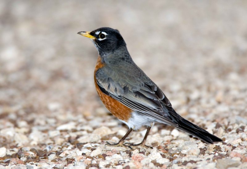 American Robin