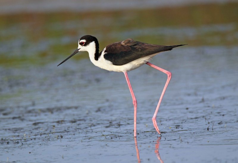 Black Necked Stilt