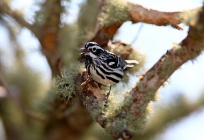 Black and White Warbler