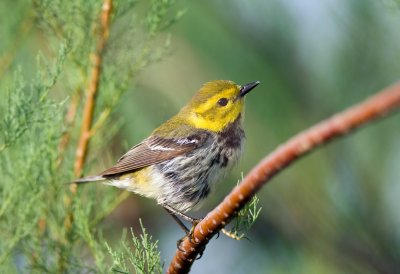 Black Throated Green Warbler