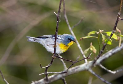 Northern Parula