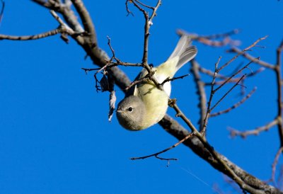 Orange Crowned Warbler