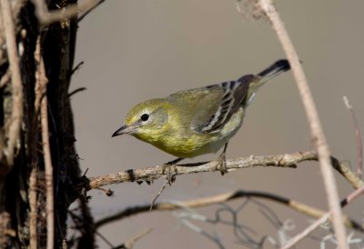 Pine Warbler