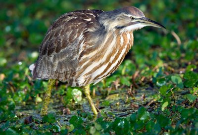 American Bittern