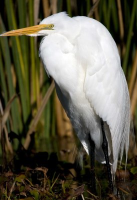 Great White Egret