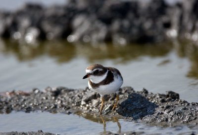 Semipalmated Plover