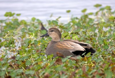 Gadwall