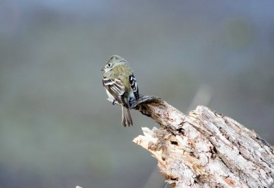 Least Flycatcher