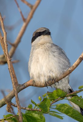 Loggerhead Shrike