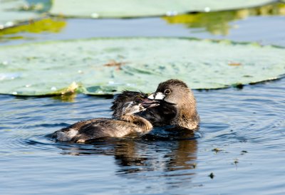 Pied Billed Grebe