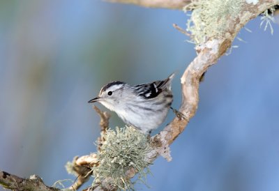 Black and White Warbler (Female)