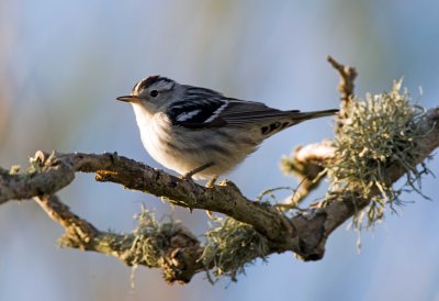 Black and White Warbler (Female)