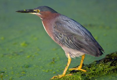 Green Heron