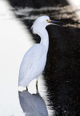 Snowy Egret