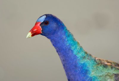 Purple Gallinule