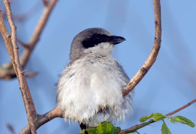 Loggerhead Shrike