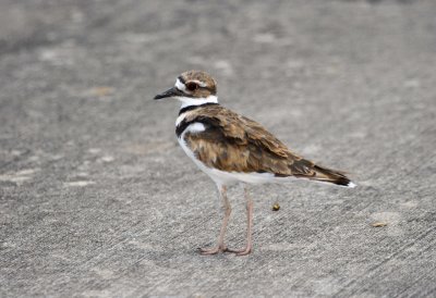 Kildeer