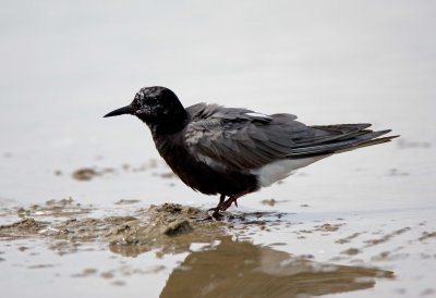 Black Tern
