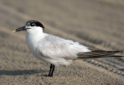 Sandwich Tern