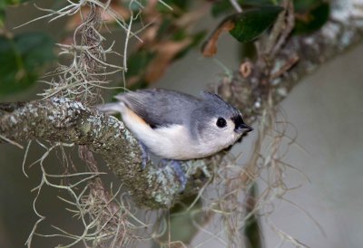 Tufted Titmouse