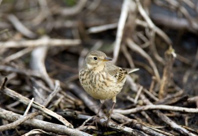 American Pipit