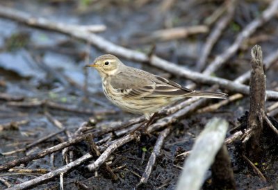 American Pipit