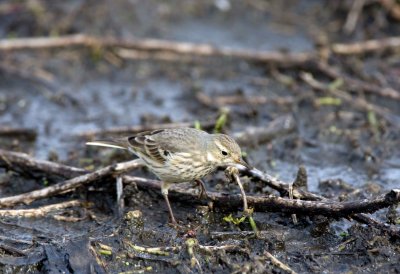 American Pipit