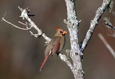 Cardinal