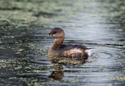 Pied Billed Grebe