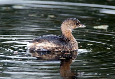 Pied Billed Grebe