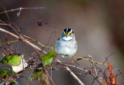 White Throated Sparrow